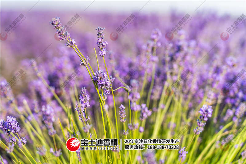 薰衣草香精 薰衣草香精