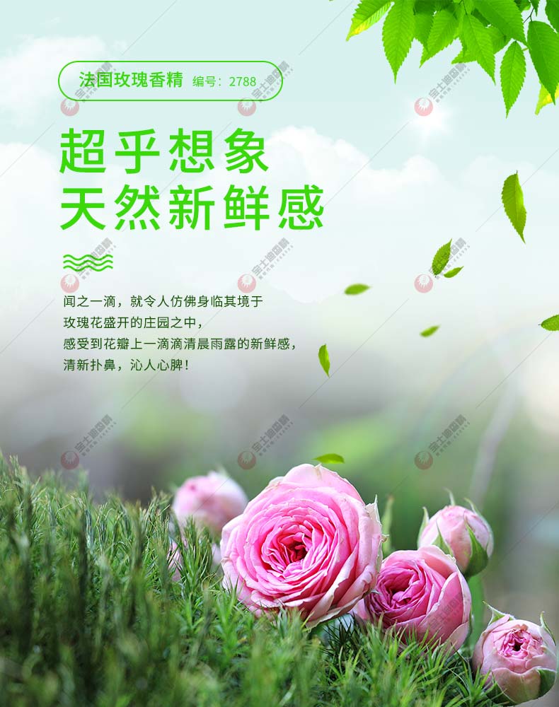 法國玫瑰香精封面簡介 法國玫瑰香精封面簡介