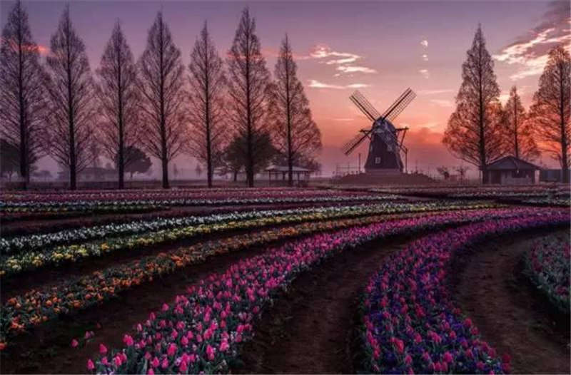 鮮花開滿莊園 鮮花開滿莊園