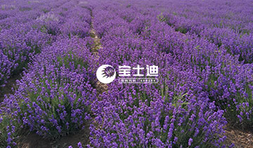 ��ʿ�ϻ���޹�²ݾ���-�̝�(r��n)���L(zh��ng)