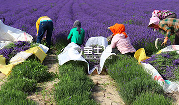 ��ʿ�ϻ���޹�²ݾ���-�˹��ո�